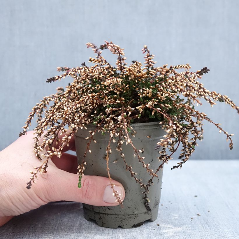 Example of Calluna vulgaris Rasta Girls Rote Janina - Zomerheide Pot van 12 cm / 13 cm as you get in hiver