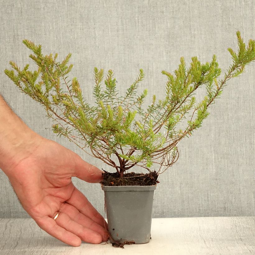 Exemplaar van Erica darleyensis Ghost Hills - Winterheide Kweekpotje van 8/9 cm zoals geleverd in de zomer