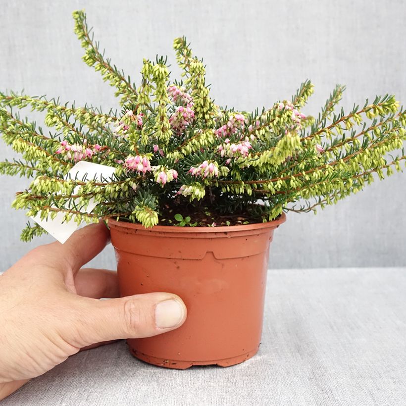 Exemplaar van Erica darleyensis Ghost Hills - Winterheide Pot van 10 cm/11 cm zoals geleverd in de herfst