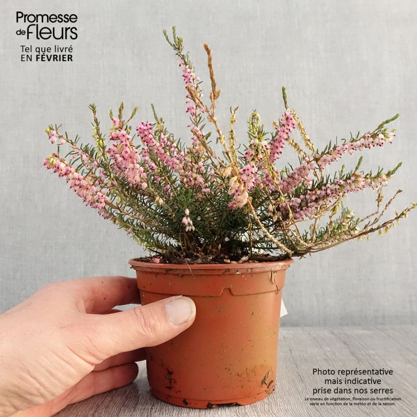 Exemplaar van Erica darleyensis Ghost Hills - Winterheide Pot van 1 l/1,5 l zoals geleverd in de winter