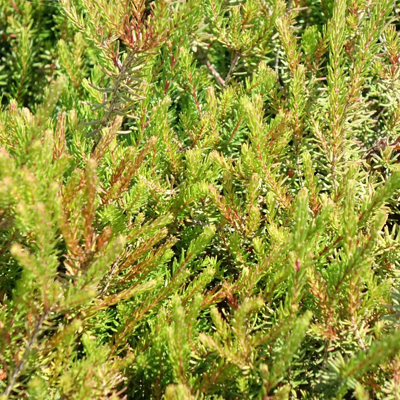 Erica darleyensis J.W. Porter - Winterheide (Blad)