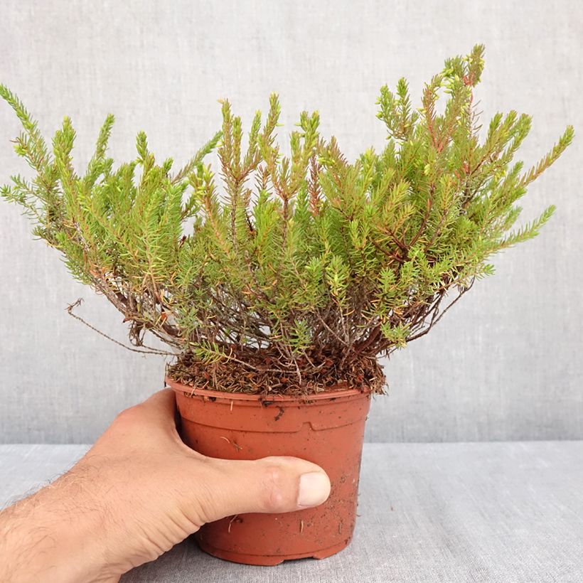 Exemplaar van Erica darleyensis J.W. Porter - Winterheide Pot van 1 l/1,5 l zoals geleverd in de zomer