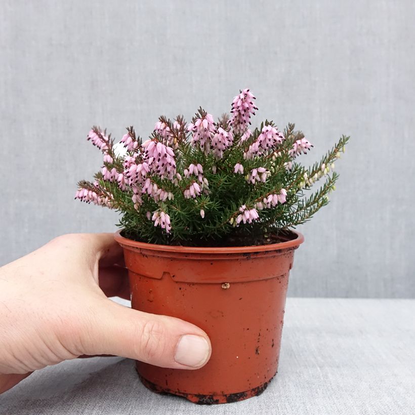 Exemplaar van Bruyère d'hiver - Erica x darleyensis J.W. Porter Pot de 1L/1,5L zoals geleverd in de winter