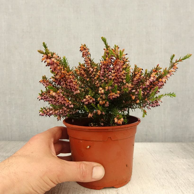 Example of Erica darleyensis J.W. Porter - Winterheide Pot van 1 l/1,5 l as you get in printemps