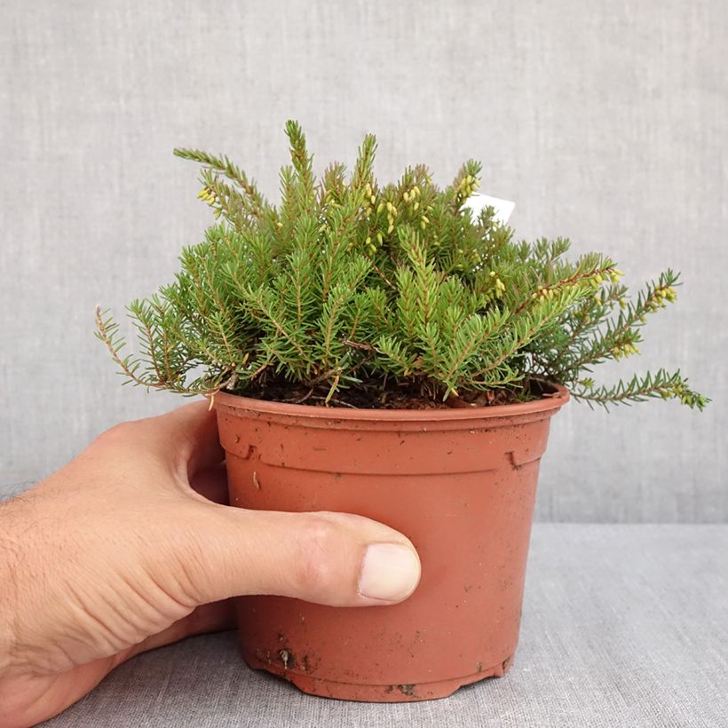 Exemplaar van Erica darleyensis Kramers Rote - Winterheide Pot van 1 l/1,5 l zoals geleverd in de zomer