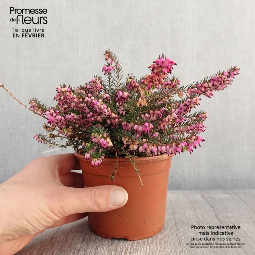 Exemplaar van Erica darleyensis Kramers Rote - Winterheide Pot van 1 l/1,5 l zoals geleverd in de winter