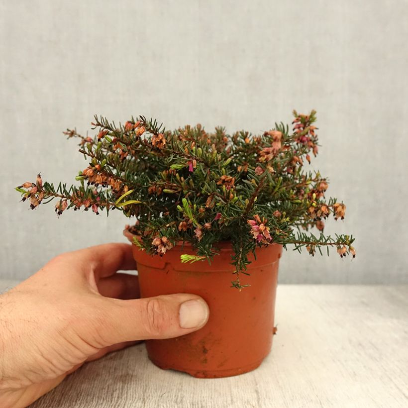 Example of Erica darleyensis Kramers Rote - Winterheide Pot van 1 l/1,5 l as you get in printemps