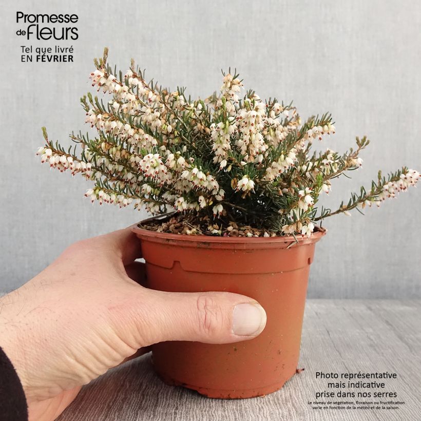 Exemplaar van Erica darleyensis Silberschmelze - Winterheide Pot van 2 l/3 l zoals geleverd in de winter
