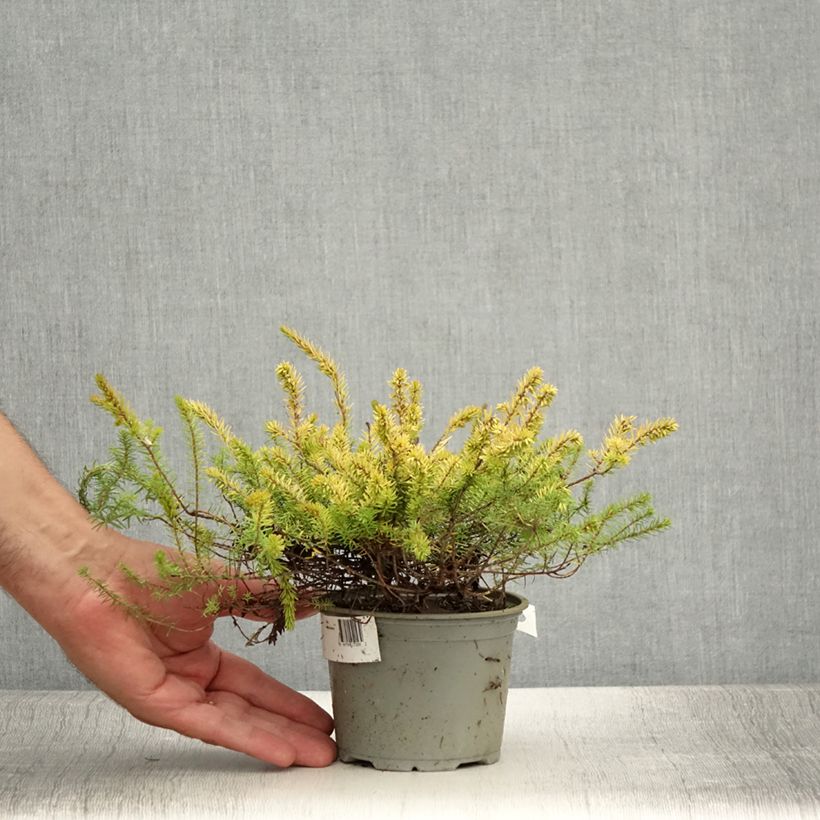 Exemplaar van Erica darleyensis Stieneke - Winterheide Pot van 12 cm / 13 cm zoals geleverd in de zomer