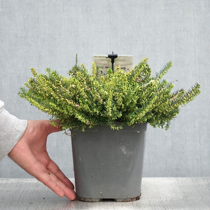 Exemplaar van Erica darleyensis Trio - Winterheide Pot van 3 l/4 l zoals geleverd in de zomer