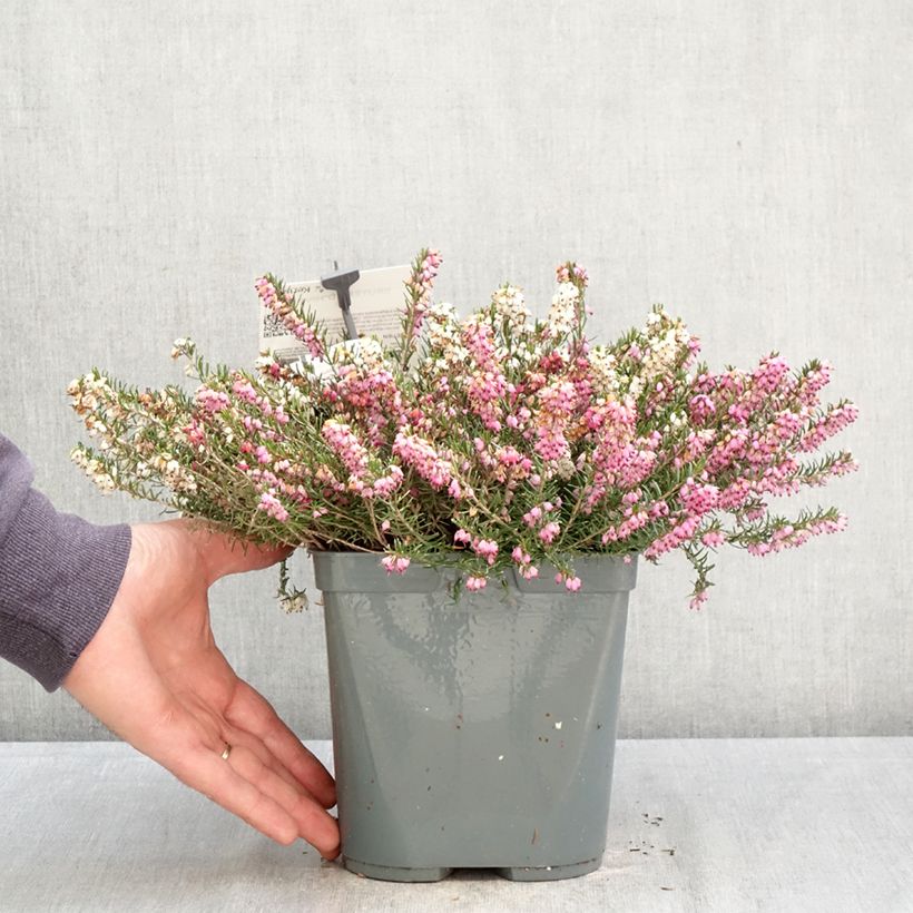 Exemplaar van Erica darleyensis Trio - Winterheide Pot van 3 l/4 l zoals geleverd in de lente