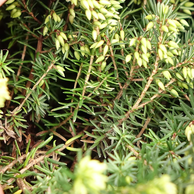 Erica darleyensis Trio - Winterheide (Blad)