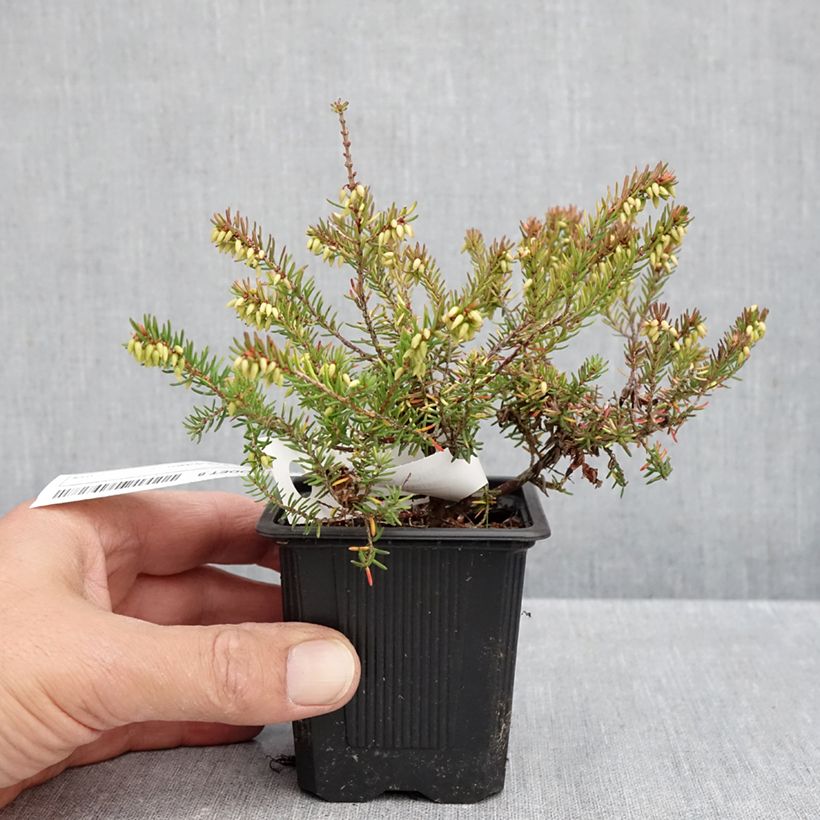 Exemplaar van Erica darleyensis Winter Belles Tylou - Winterheide Kweekpotje van 8/9 cm zoals geleverd in de herfst