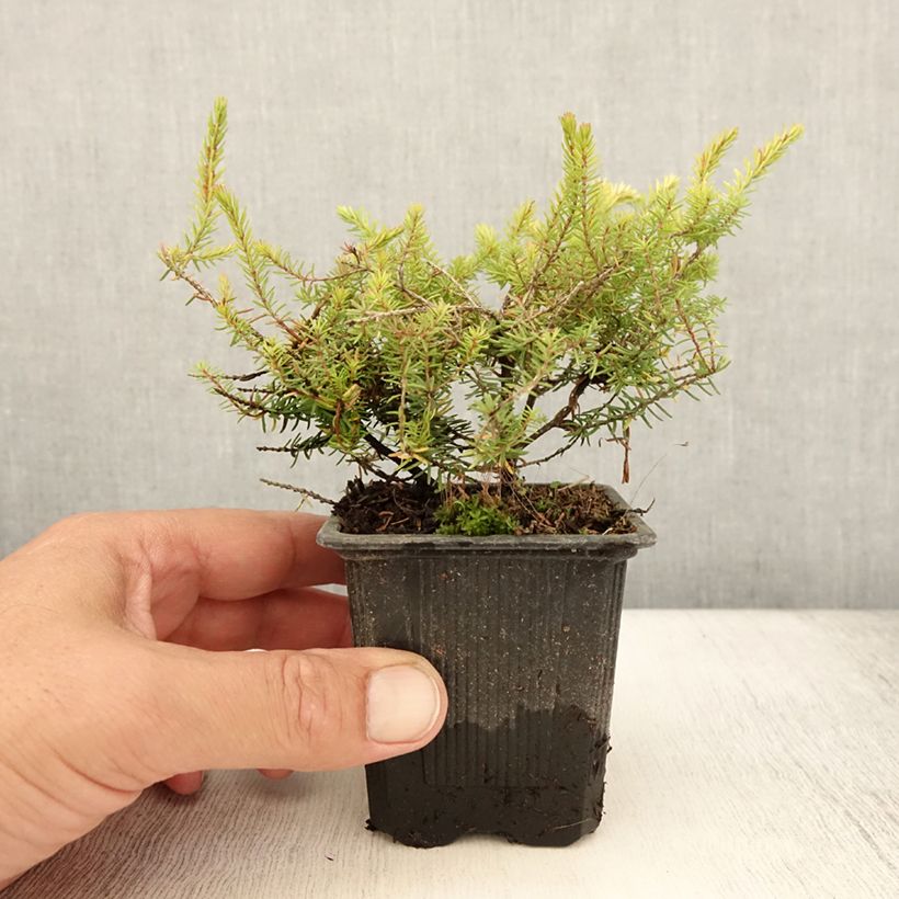 Exemplaar van Erica darleyensis Winter Belles Tylou - Winterheide Kweekpotje van 8/9 cm zoals geleverd in de zomer