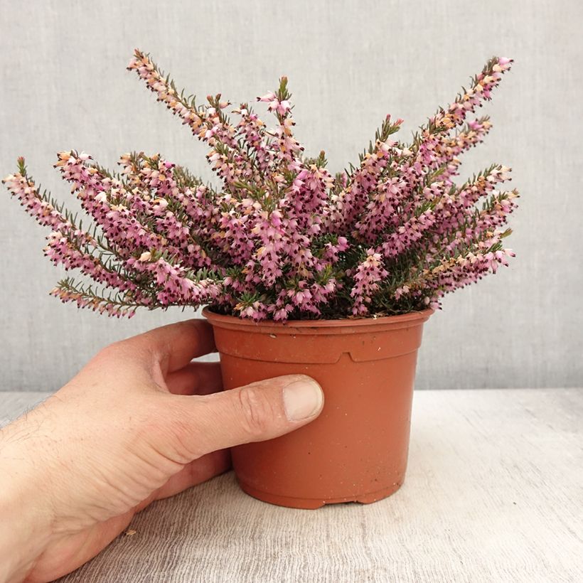 Example of Erica darleyensis Furzey - Winterheide Pot van 1 l/1,5 l as you get in printemps
