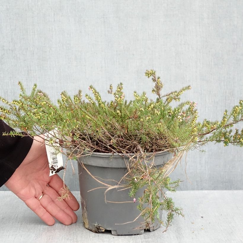 Exemplaar van Erica darleyensis Furzey - Winterheide Pot van 2 l/3 l zoals geleverd in de herfst
