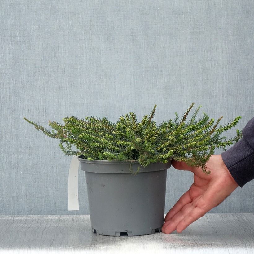 Exemplaar van Erica darleyensis Furzey - Winterheide Pot van 2 l/3 l zoals geleverd in de zomer