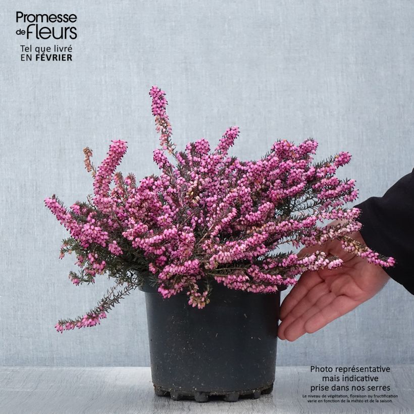 Example of Erica darleyensis Furzey - Winterheide Pot van 2 l/3 l as you get in printemps