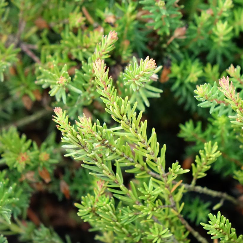 Erica carnea Ruby Glow - Winterheide (Blad)