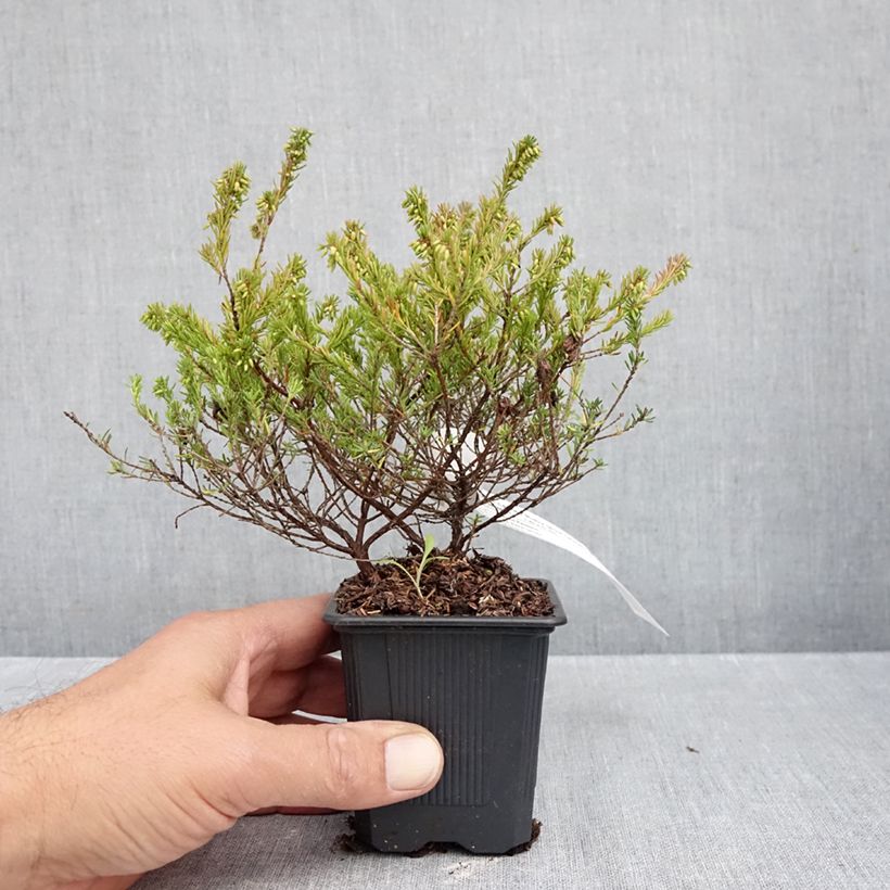 Exemplaar van Erica carnea Ruby Glow - Winterheide Kweekpotje van 8/9 cm zoals geleverd in de herfst