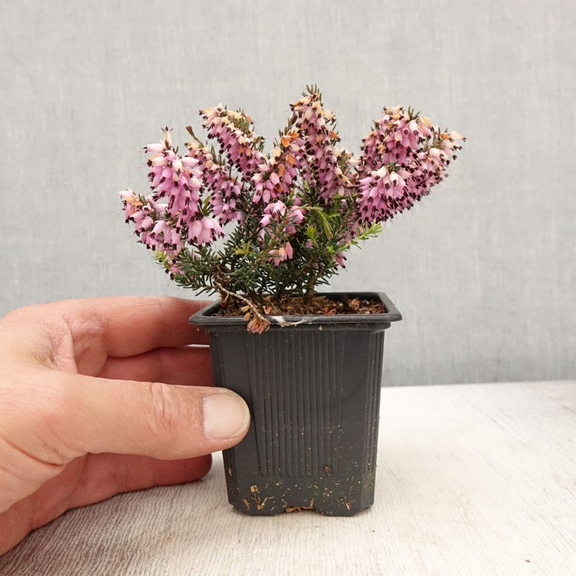 Exemplaar van Erica carnea Ruby Glow - Winterheide Kweekpotje van 8/9 cm zoals geleverd in de lente
