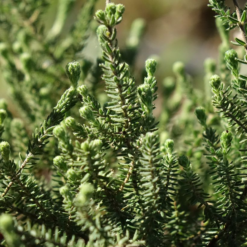Erica tetralix Alba - Gewone dophei (Blad)