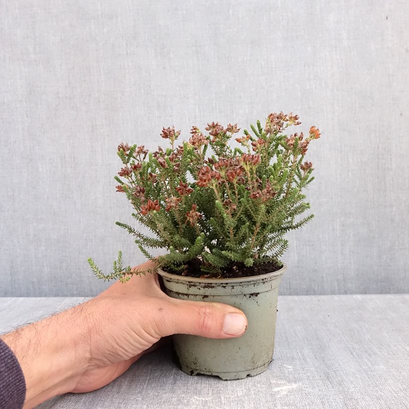 Exemplaar van Erica tetralix Alba - Gewone dophei Pot van 10 cm/11 cm zoals geleverd in de herfst