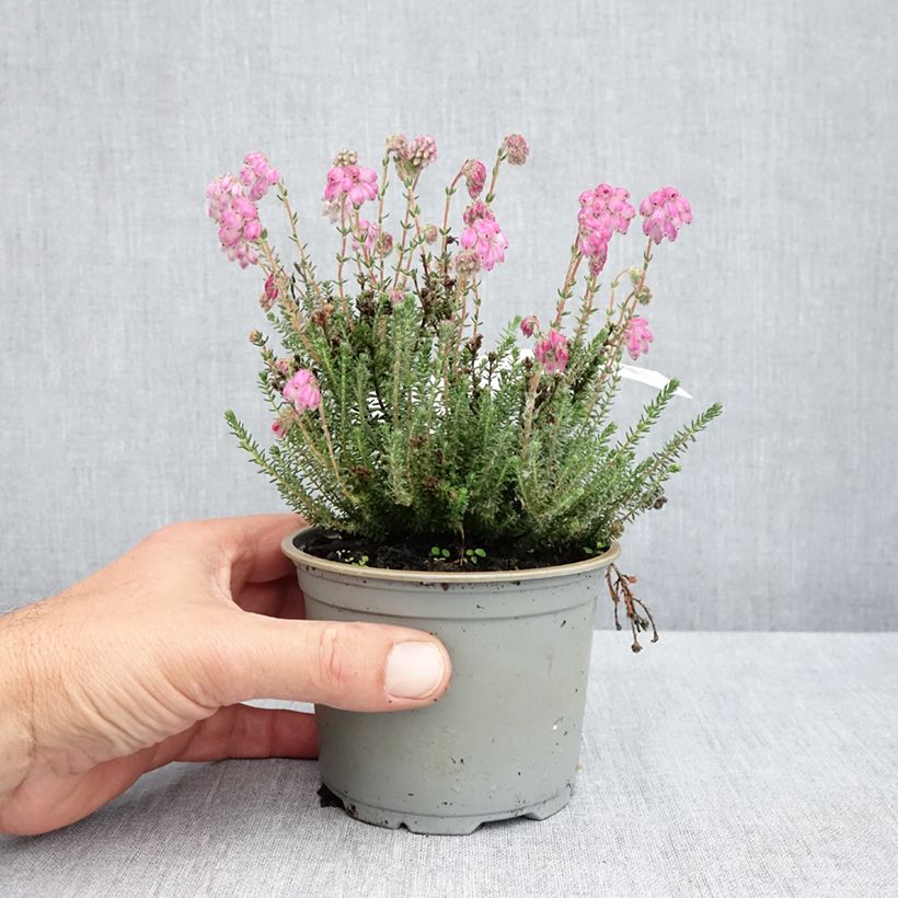 Exemplaar van Erica tetralix Con Underwood - Gewone dophei Pot van 12 cm / 13 cm zoals geleverd in de lente