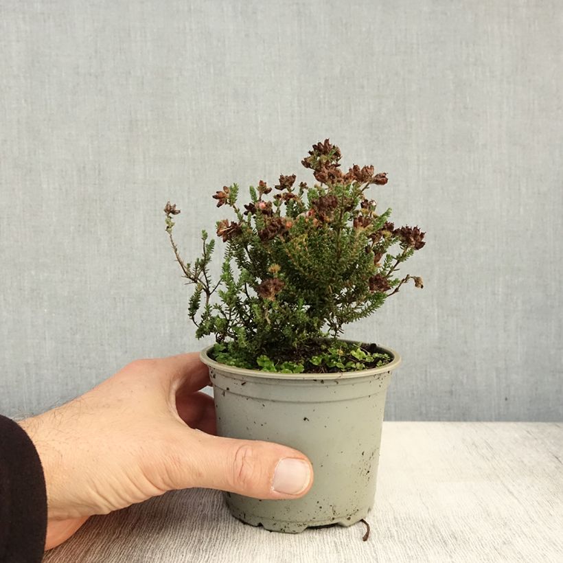 Exemplaar van Erica tetralix - Gewone dophei Pot van 10 cm/11 cm zoals geleverd in de herfst