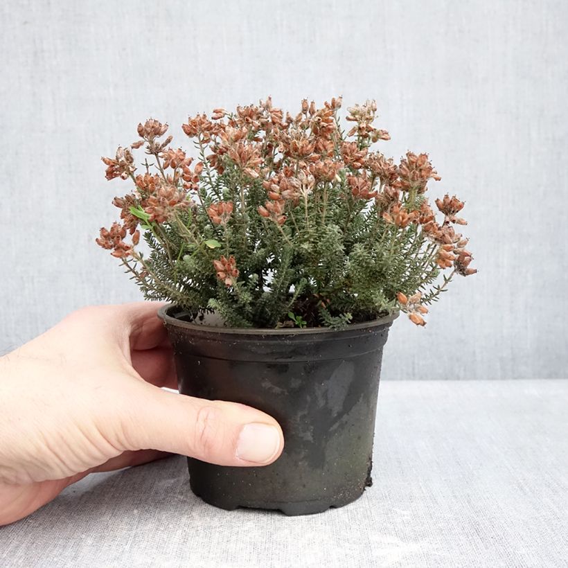 Exemplaar van Erica tetralix Tina - Gewone dophei Pot van 10 cm/11 cm zoals geleverd in de winter