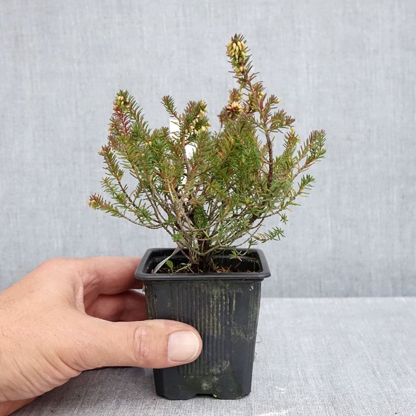 Exemplaar van Erica carnea Eva - Winterheide Kweekpotje van 8/9 cm zoals geleverd in de herfst