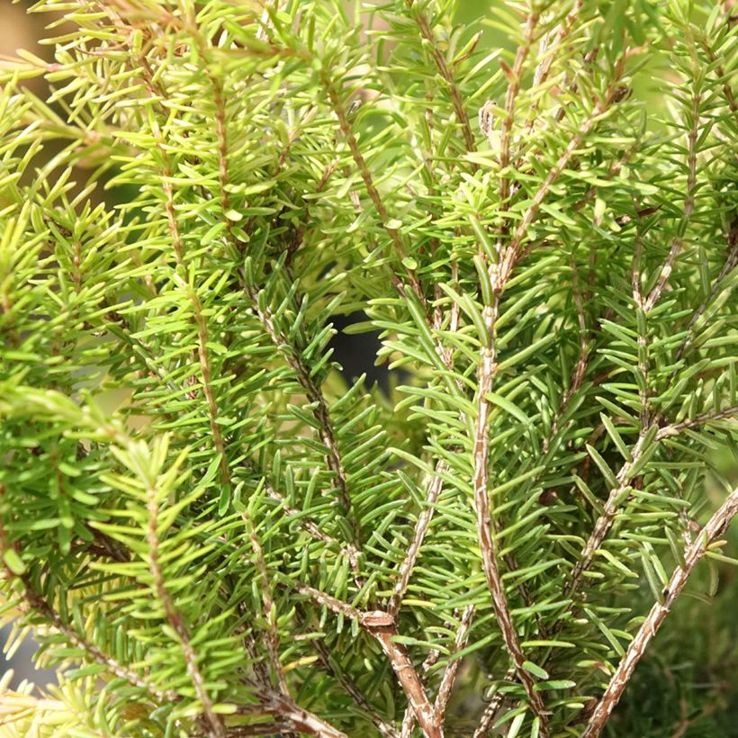 Erica carnea Foxhollow - Sneeuwheide (Blad)
