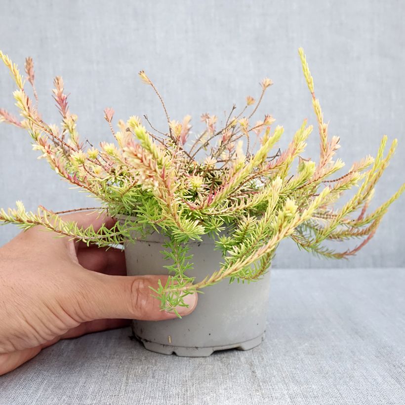 Exemplaar van Erica carnea Foxhollow - Sneeuwheide Pot van 12 cm / 13 cm zoals geleverd in de zomer