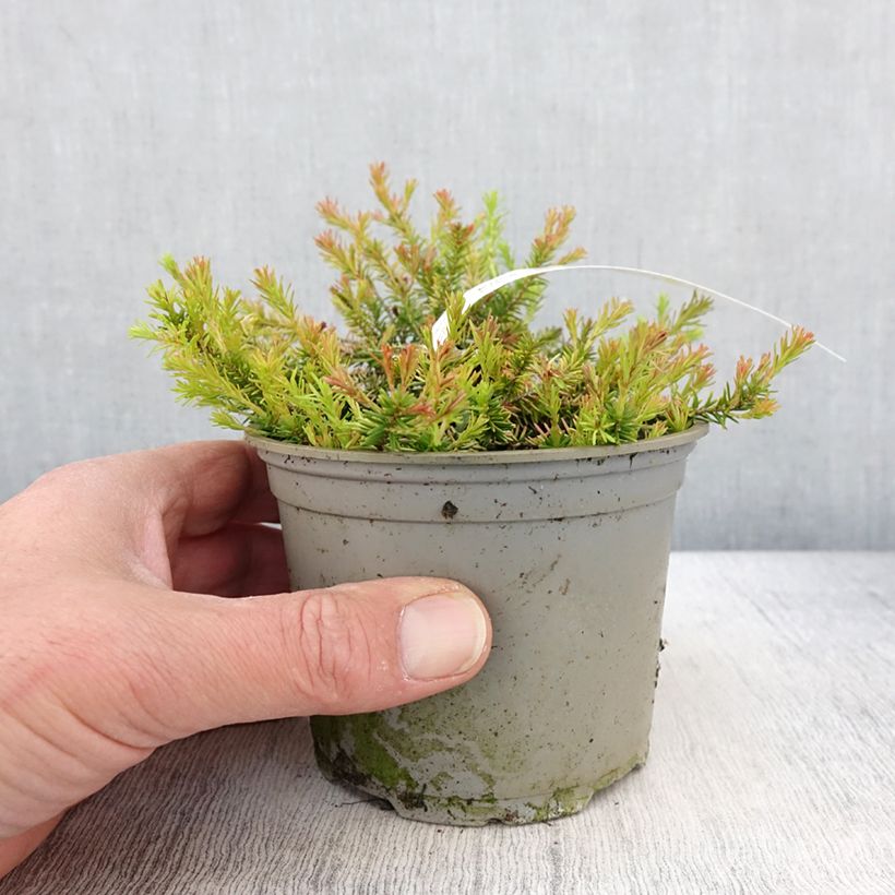 Exemplaar van Erica carnea Foxhollow - Sneeuwheide Pot van 12 cm / 13 cm zoals geleverd in de lente