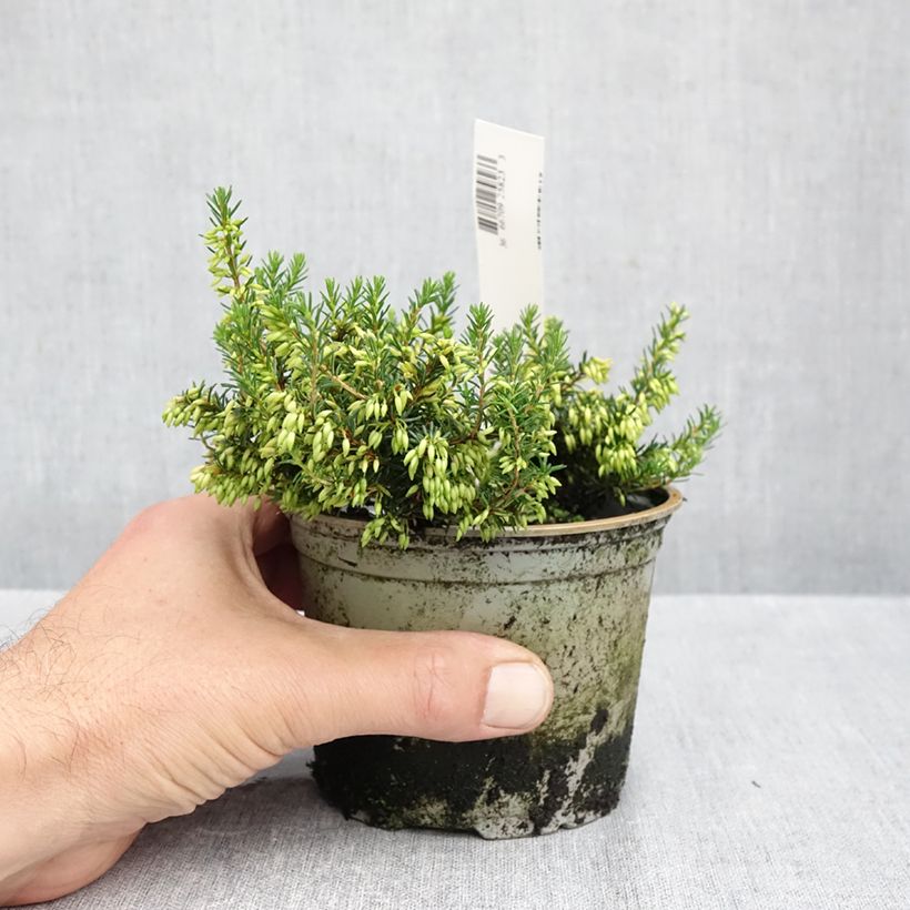 Exemplaar van Erica carnea Isabell - Winterheide Pot van 10 cm/11 cm zoals geleverd in de herfst