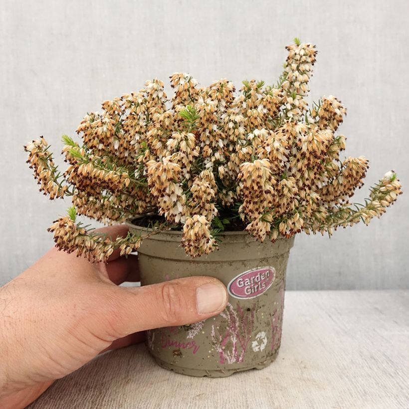 Exemplaar van Erica carnea Isabell - Winterheide Pot van 12 cm / 13 cm zoals geleverd in de lente
