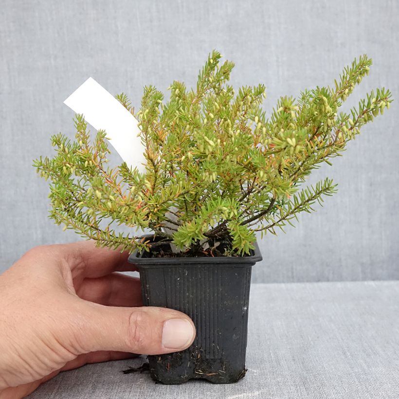 Exemplaar van Erica darleyensis Jenny Porter - Winterheide Kweekpotje van 8/9 cm zoals geleverd in de herfst