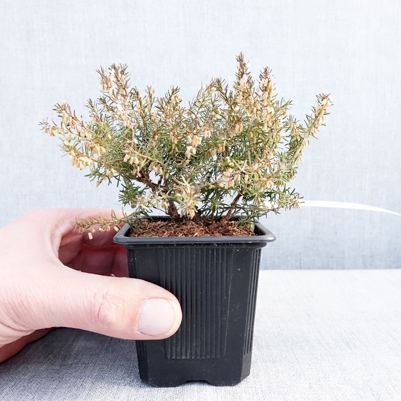 Exemplaar van Bruyère des neiges - Erica carnea Jenny Porter Godet de 8/9 cm zoals geleverd in de winter