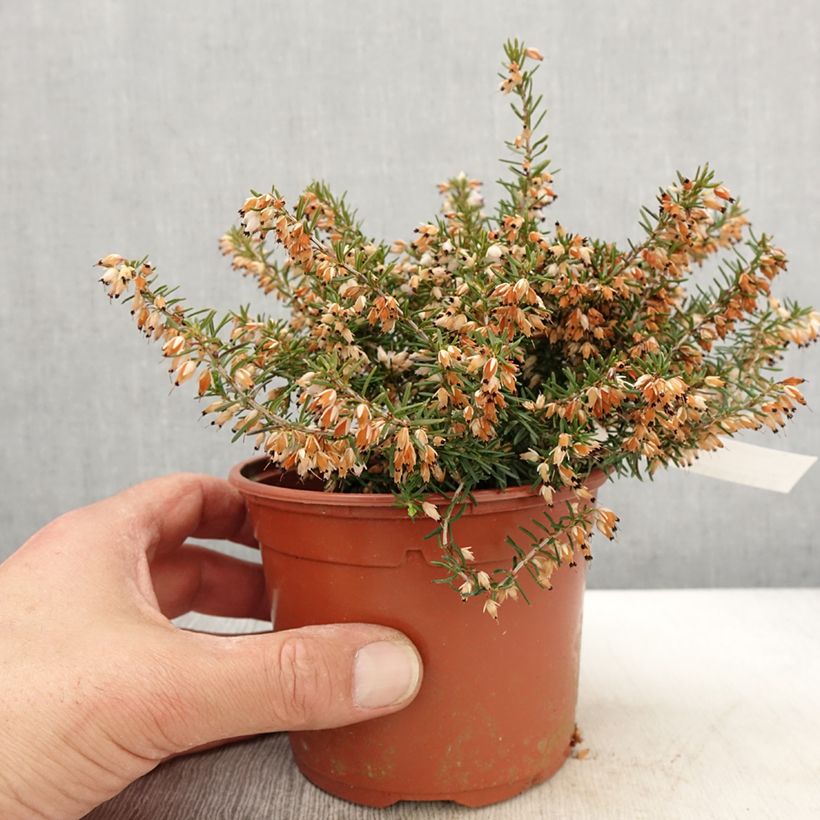Example of Erica darleyensis Jenny Porter - Winterheide Pot van 1 l/1,5 l as you get in printemps
