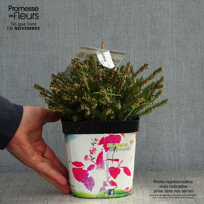 Exemplaar van Erica darleyensis Jenny Porter - Winterheide Pot van 2 l/3 l zoals geleverd in de herfst