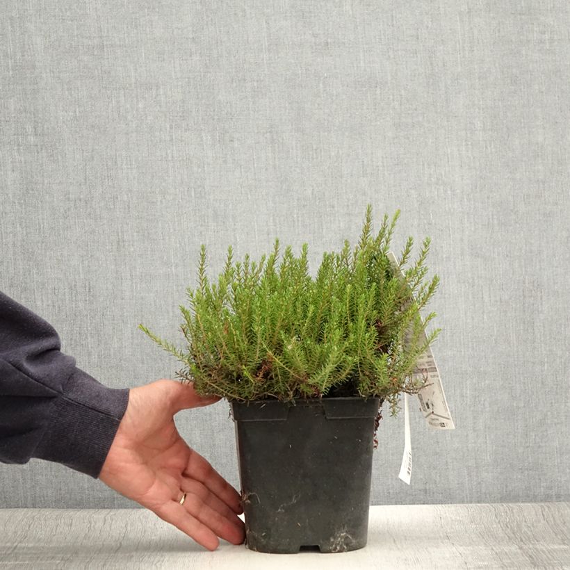 Exemplaar van Erica carnea Myreton Ruby - Winterheide Pot van 1,5 l/2 l zoals geleverd in de zomer