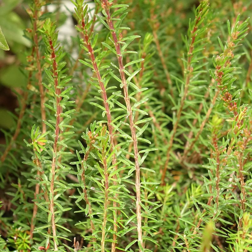 Erica carnea Myreton Ruby - Winterheide (Blad)