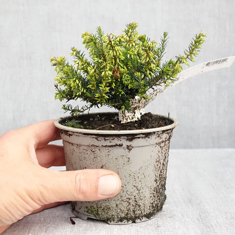Exemplaar van Erica carnea Rosalie - Winterheide Pot van 10 cm/11 cm zoals geleverd in de herfst