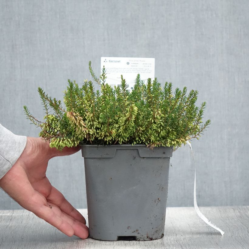 Exemplaar van Erica carnea Rosalie - Winterheide Pot van 2 l/3 l zoals geleverd in de zomer