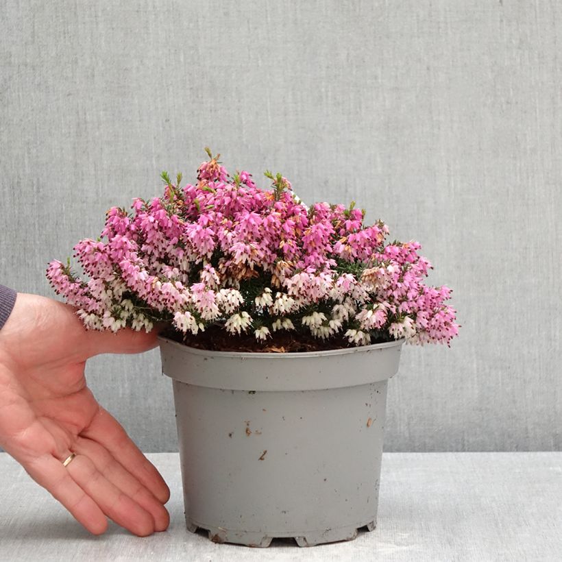 Exemplaar van Erica carnea Rosalie - Winterheide Pot van 2 l/3 l zoals geleverd in de lente