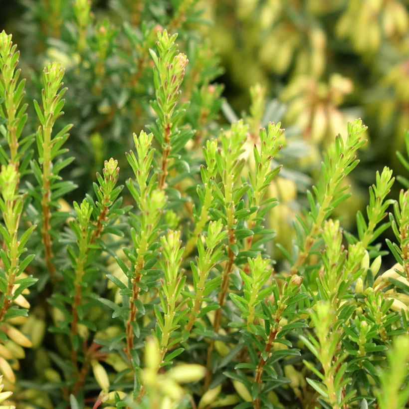 Erica carnea Rosalie - Winterheide (Blad)