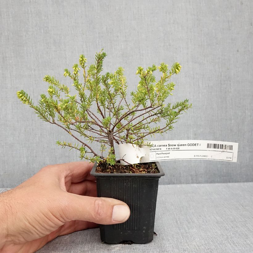 Exemplaar van Erica carnea Snow Queen - Winterheide Kweekpotje van 8/9 cm zoals geleverd in de herfst