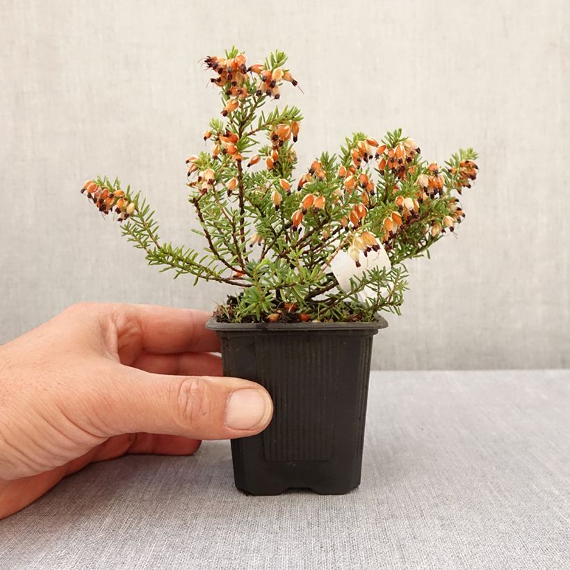 Exemplaar van Erica carnea Snow Queen - Winterheide Kweekpotje van 8/9 cm zoals geleverd in de lente