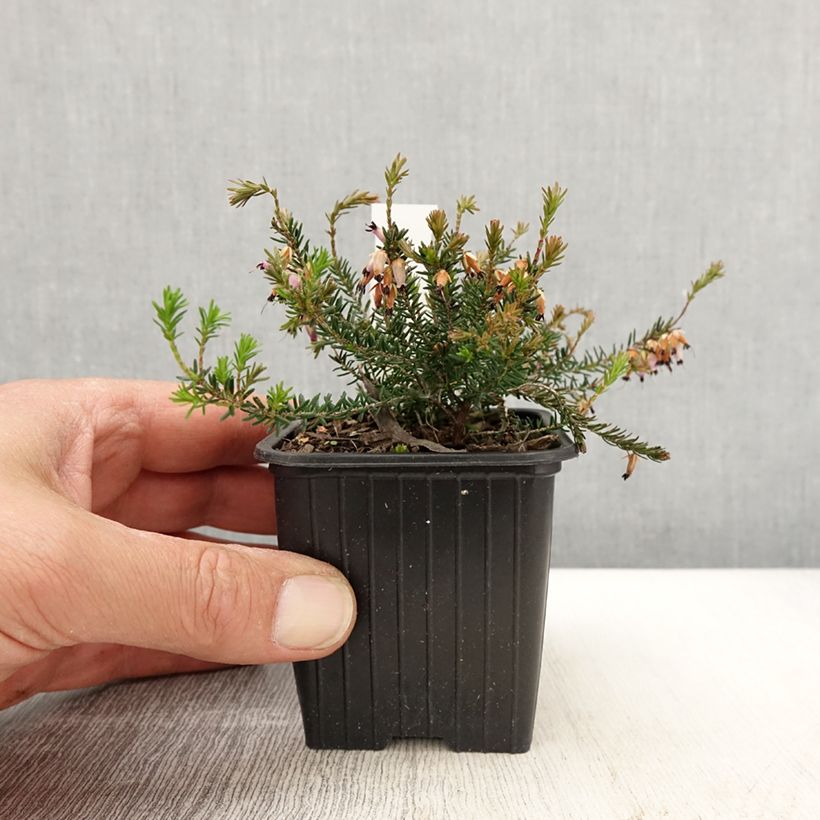 Exemplaar van Bruyère des neiges - Erica carnea Springwood Pink Kweekpotje van 8/9 cm zoals geleverd in de lente