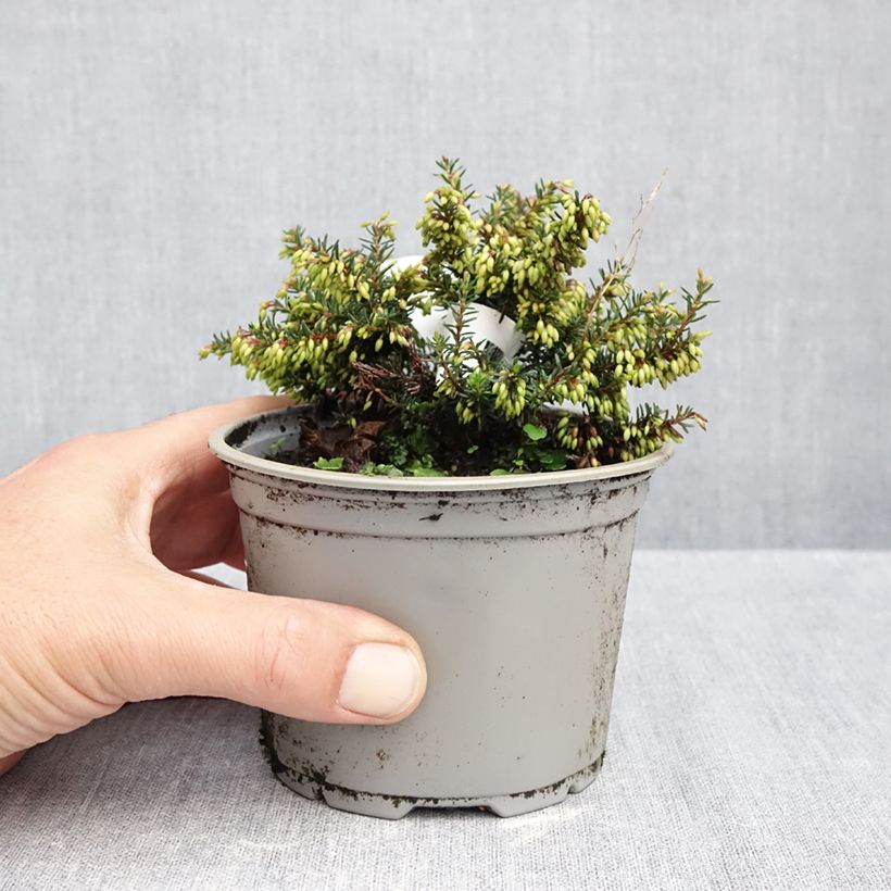 Exemplaar van Erica carnea Winterfreude - Winterheide Pot van 10 cm/11 cm zoals geleverd in de herfst